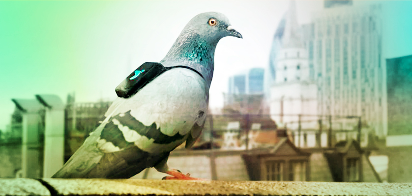 pigeon-WEB