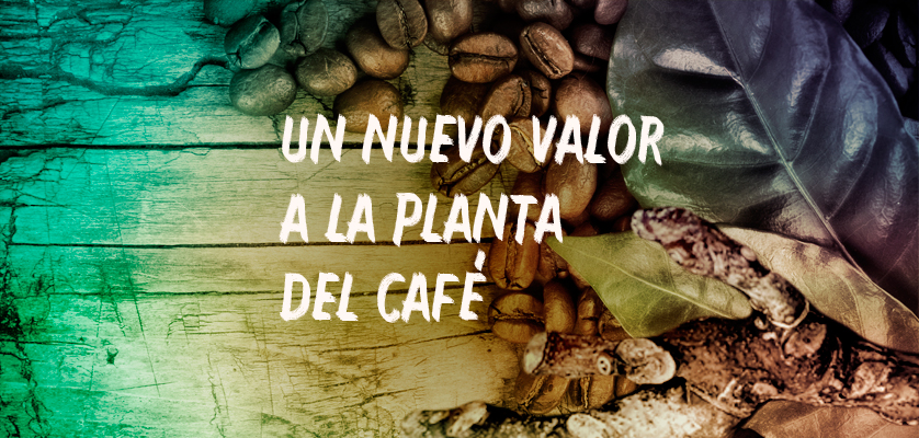 planta-cafe